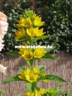 Llizinka lysimachia kerti t�